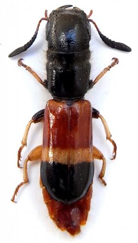 Elasmocylidrus tricolor